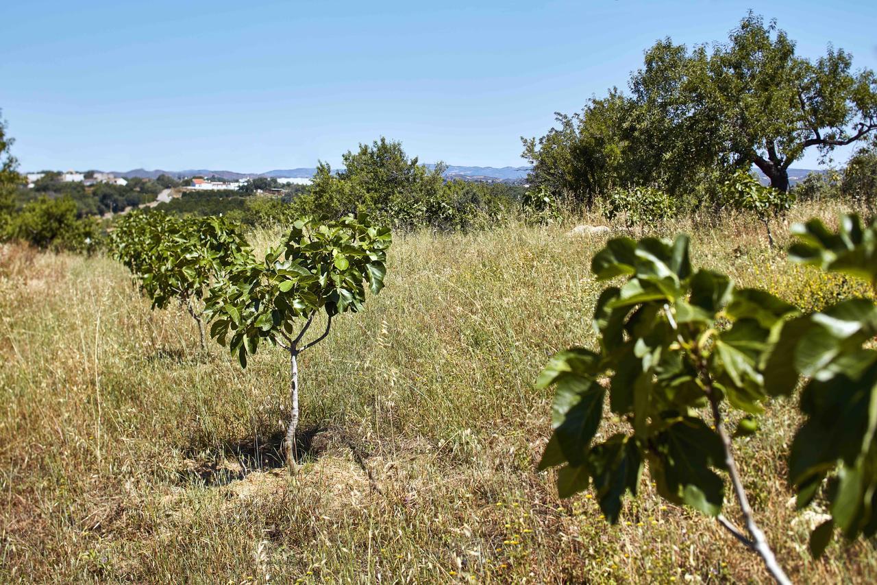 Monte Do Alamo - Turismo Rural Tavira Exterior foto